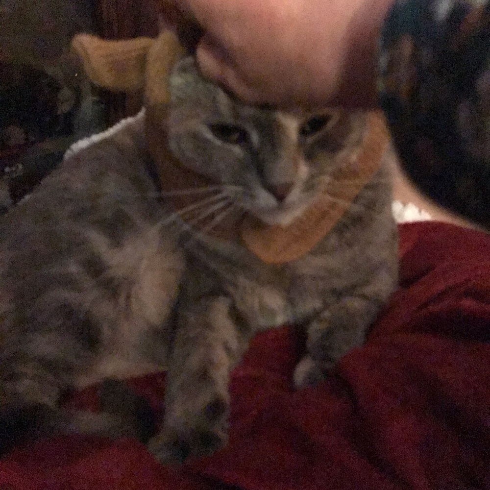 Meet your Posher, Donna